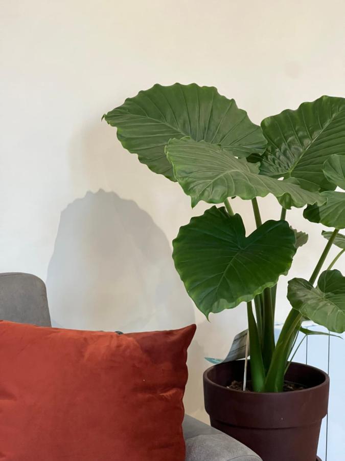 Myaka Appartement Wood Шоле Екстериор снимка